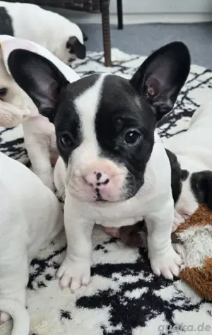 Französische bulldogge & jackbull