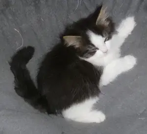 Maine Coon Kitten