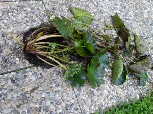 Seerosen - Ableger aus dem Gartenteich