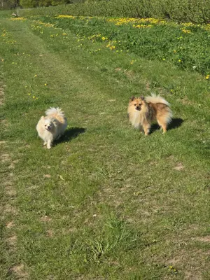 Kleinspitz Deckrüde - kein Verkauf Bild 5