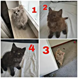 Baby Kätzchen Kater 