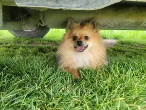 Kleinspitz Deckrüde - kein Verkauf Bild 6