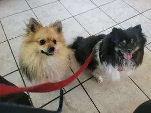 Kleinspitz Deckrüde - kein Verkauf Bild 4