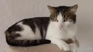 Liebevoller kater abzugeben