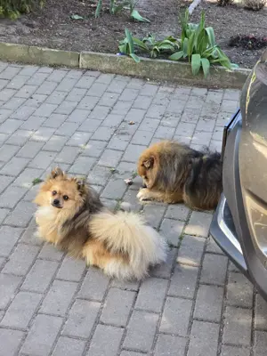 Kleinspitz Deckrüde - kein Verkauf Bild 7