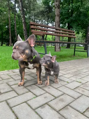 Französische bulldogge 