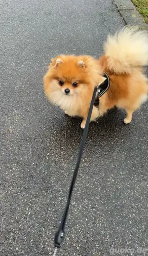 pomeranian weibchen 
