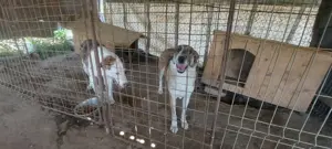 SINJA - wo darf sie glücklich werden? (wartet in Rumänien) Bild 7