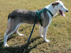 SINJA - wo darf sie glücklich werden? (wartet in Rumänien) Bild 3