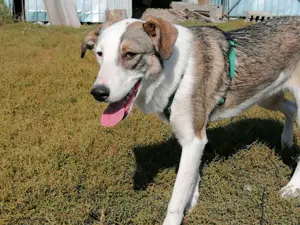 SINJA - wo darf sie glücklich werden? (wartet in Rumänien) Bild 2