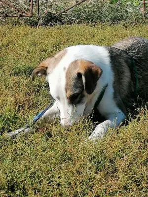 SINJA - wo darf sie glücklich werden? (wartet in Rumänien) Bild 5