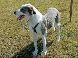 SINJA - wo darf sie glücklich werden? (wartet in Rumänien) Bild 4