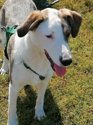 SINJA - wo darf sie glücklich werden? (wartet in Rumänien) Bild 6