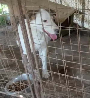 SINJA - wo darf sie glücklich werden? (wartet in Rumänien) Bild 9