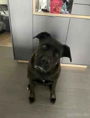 Cane Corso Hündin