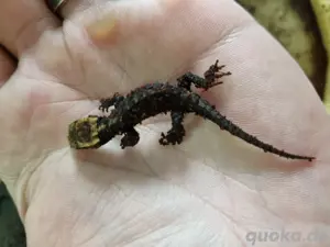 Rotaugen Buschkrokodil NZ 