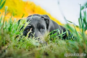 Shiva - liebevolles Zuhause gesucht