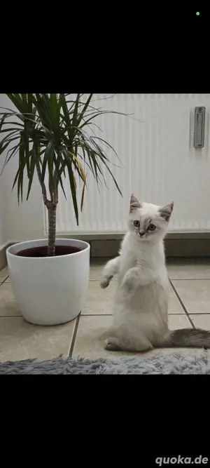 Baby katzen BKH 