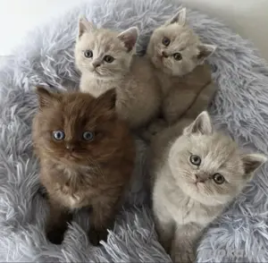 BKH   BLH Kitten lilac und Chocolate Junge 
