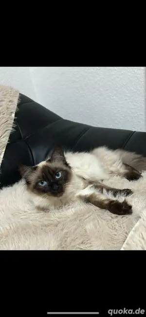 katze zu verschenken