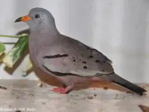 1,1 Perutäubchen