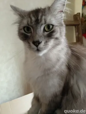 Maine Coon Mix Kater sucht neues Zuhause 