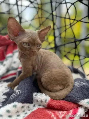 Devon Rex Kater , Stammbaum von  FIFE