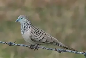 1,1 Friedenstäubchen