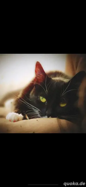 katze zu verschenken