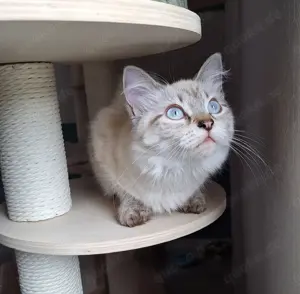 Weiblich neva masquarade sibirische katze mit Stammbaum 