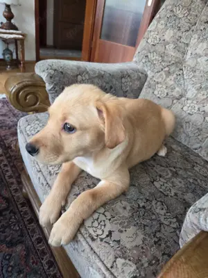 Golden retriever Labrador Mischling ( Goldador )
