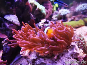 Kupferanemone sunburst