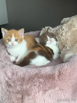 Wunderschöne BKH Kitten
