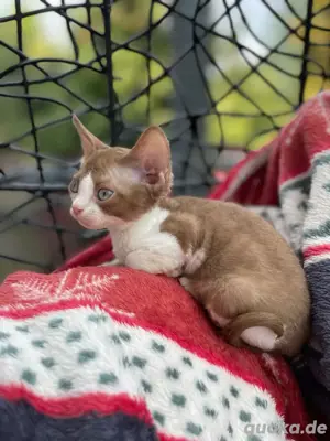 Devon rex Mädchen   Stammbaum Fife 