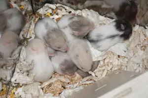 hübsche junge Goldhamster Hamsterbabys