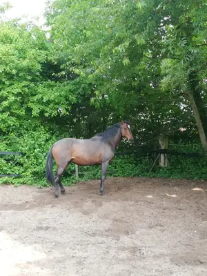 Suche Reitbeteiligung 