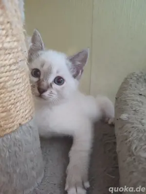 Heilige Birma Mix kitten