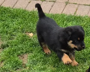 Rottweiler-Welpe sucht ein liebevolles Zuhause. Geboren am 06.04.2025