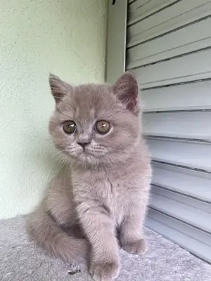 Reinrassige BKH Kätzchen | Kitten  Bild 3
