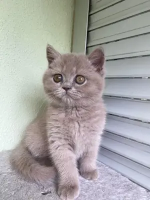 Reinrassige BKH Kätzchen | Kitten 