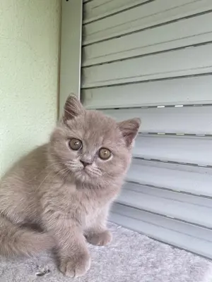 Reinrassige BKH Kätzchen | Kitten  Bild 2