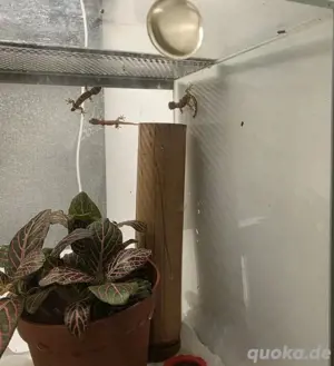 *Sonderangebot* Jungferngeckos zu verkaufen