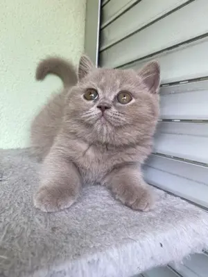 Reinrassige BKH Kätzchen | Kitten  Bild 4