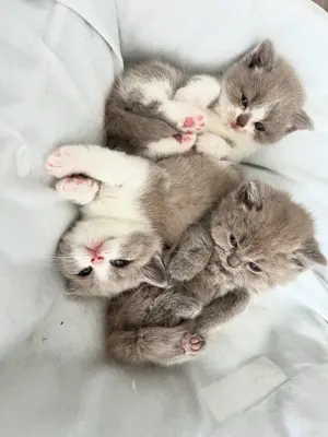 BKH Kitten, reinrassig und zahm