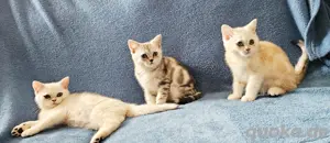 Bkh kitten Reinrassige Kätzchen. Abgabebereit 