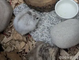 Zwerghamster aus Pflegestelle männlich Hamster