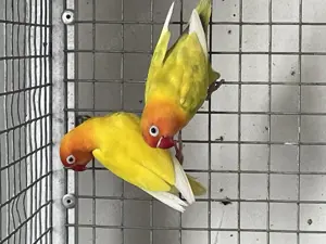 Pfirsichköpchen Unzertrennliche