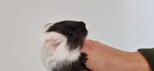 Meerschweinchen Weibchen Babys 