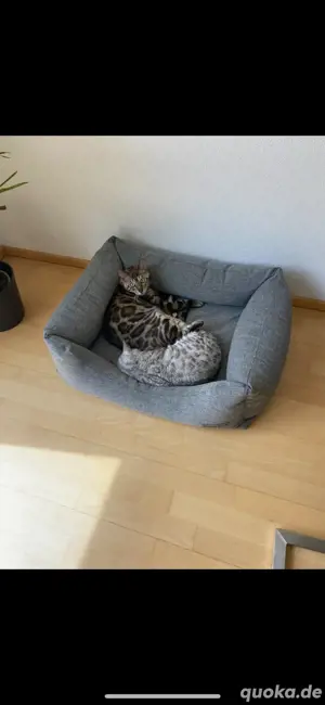 bengal pärchen
