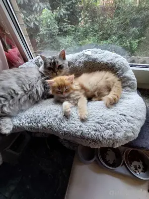 blh perser kitten mit nase